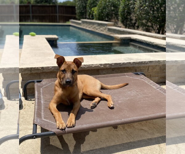 Medium Photo #7 Black Mouth Cur-Unknown Mix Puppy For Sale in Euless, TX, USA