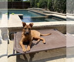 Small #6 Black Mouth Cur Mix