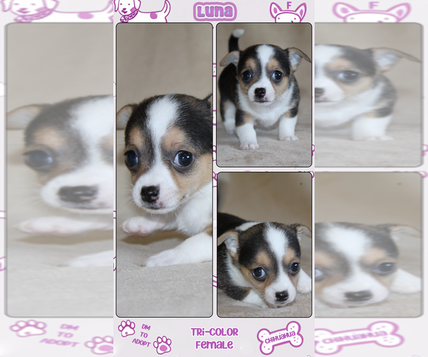 Medium Photo #37 Chihuahua Puppy For Sale in HUDSONVILLE, MI, USA