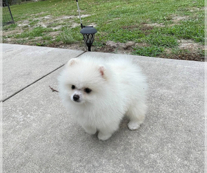 Medium Pomeranian