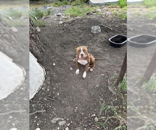 Medium Photo #1 American Staffordshire Terrier-Unknown Mix Puppy For Sale in San Antonio, TX, USA