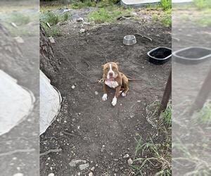 American Staffordshire Terrier-Unknown Mix Dogs for adoption in San Antonio, TX, USA