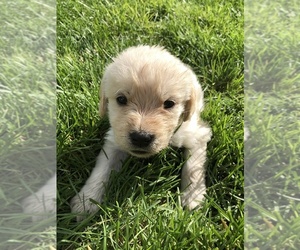 Labradoodle Puppy for sale in NAMPA, ID, USA