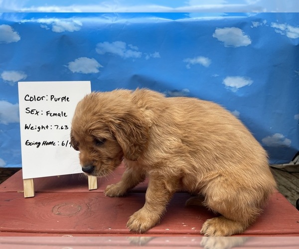 Medium Photo #2 Golden Retriever Puppy For Sale in ATHENS, GA, USA