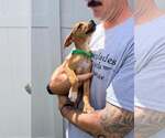 Small #1 Boxer Mix