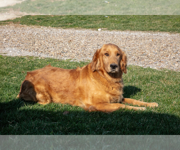 Medium Photo #1 Golden Retriever Puppy For Sale in MILLERSBURG, OH, USA