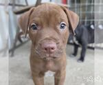 Small #1 Labrador Retriever Mix