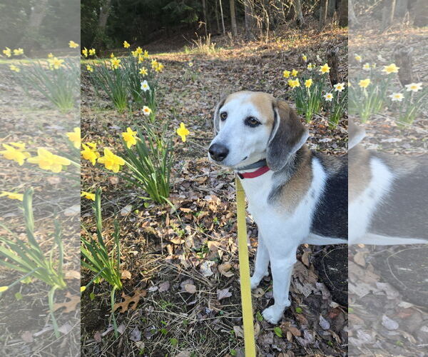 Medium Photo #4 Mutt Puppy For Sale in Oakhurst, NJ, USA