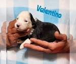 Small Photo #5 Sheepadoodle Puppy For Sale in EASLEY, SC, USA