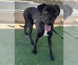 Medium Labrador Retriever Mix