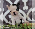 Small Photo #4 Boston Terrier Puppy For Sale in NEW HOLLAND, PA, USA