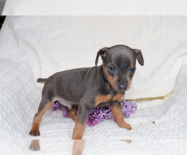 Medium Photo #4 Miniature Pinscher Puppy For Sale in SHILOH, OH, USA