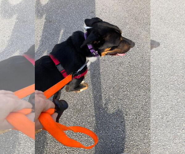 Medium Photo #6 Mutt Puppy For Sale in Ridgefield, CT, USA