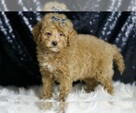 Small #2 Maltipoo