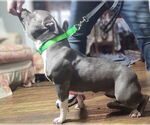 Small #1 American Pit Bull Terrier
