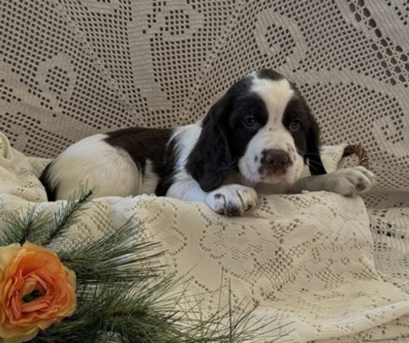 Medium Photo #2 English Springer Spaniel Puppy For Sale in OWEN, WI, USA