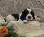 Small #1 English Springer Spaniel