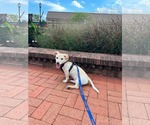 Small Photo #10 Mutt Puppy For Sale in Derwood, MD, USA