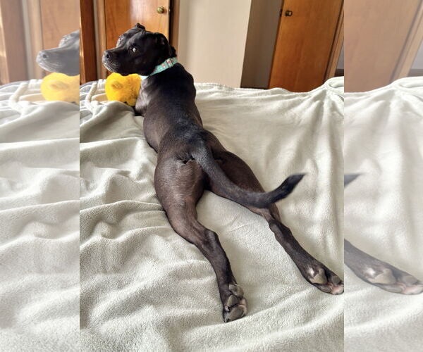 Medium Photo #6 Mutt Puppy For Sale in Dublin, OH, USA