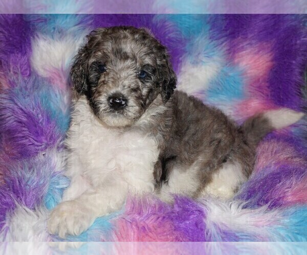 Medium Photo #2 Miniature Labradoodle Puppy For Sale in LA HABRA, CA, USA
