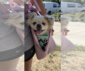 Pomeranian Dogs for adoption in Sandy, UT, USA