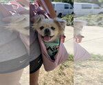 Small Pomeranian