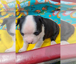 Puppy Curly Boston Terrier