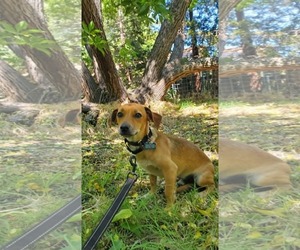 Milo - Male Chiweenie Dog for Adoption - Photo #6