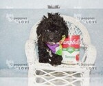 Small #2 Poodle (Toy)
