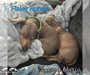 Emory Marie+ - Female Dachshund Dog for Adoption - Photo #18