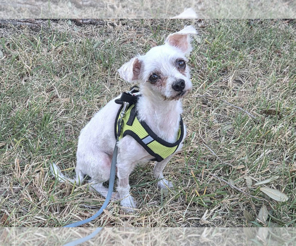 Medium Photo #1 Mutt Puppy For Sale in Spring, TX, USA