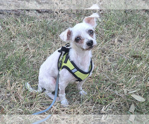 Mutt Dogs for adoption in Spring, TX, USA