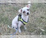 Dash - Male Mutt Dog for Adoption - Small photo