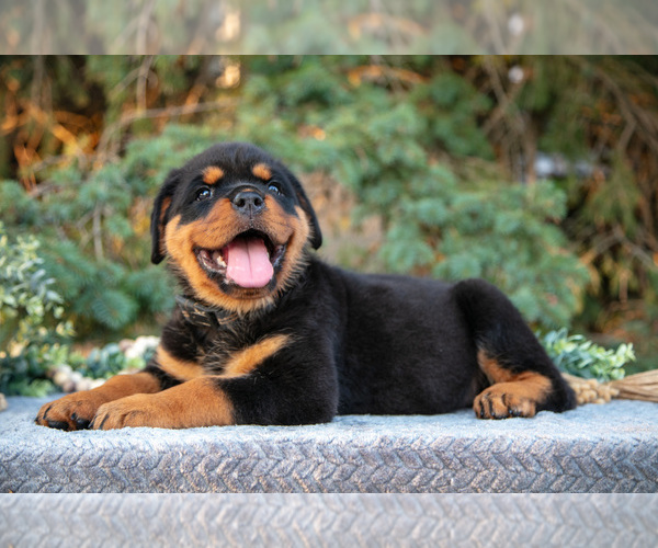 Medium Photo #3 Rottweiler Puppy For Sale in MILLERSBURG, IN, USA