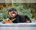 Small #2 Rottweiler