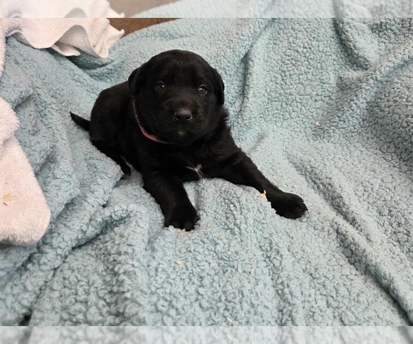 Medium Photo #11 Labrador Retriever Puppy For Sale in HAMILTON, MO, USA