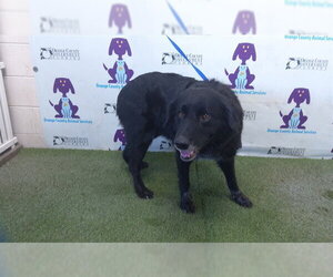 Chow Chow-German Shepherd Dog Mix Dogs for adoption in Orlando, FL, USA