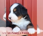 Small Photo #2 Bernese Mountain Dog Puppy For Sale in MARTINSVILLE, IN, USA