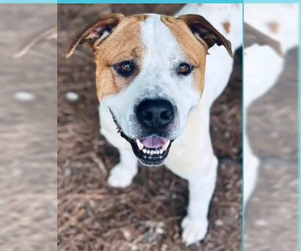 Medium Photo #1 American Pit Bull Terrier-Unknown Mix Puppy For Sale in Hillsboro, NH, USA