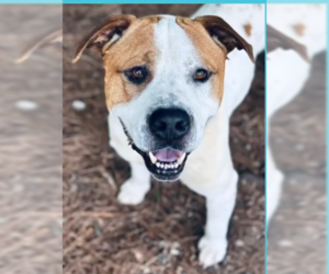 American Pit Bull Terrier-Unknown Mix Dogs for adoption in Hillsboro, NH, USA