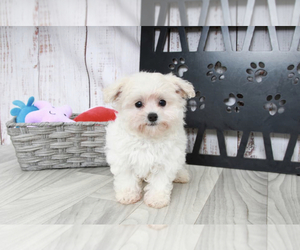 Maltipoo Puppy for sale in MARIETTA, GA, USA