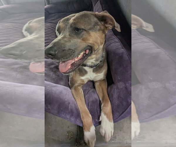 Medium Photo #4 American Pit Bull Terrier-Unknown Mix Puppy For Sale in phoenix, AZ, USA