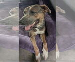 Small #3 American Pit Bull Terrier Mix