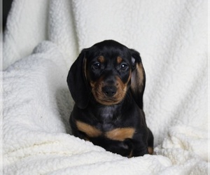 Dachshund Puppy for sale in FREDERICKSBURG, OH, USA