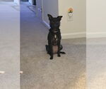 Small #1 Chihuahua Mix