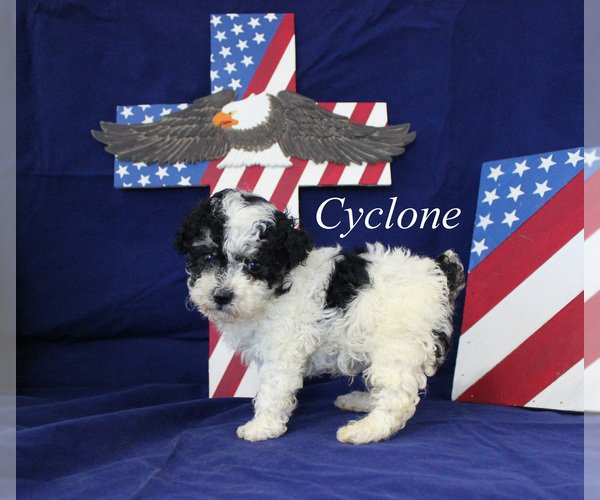 Medium Photo #12 Poodle (Toy) Puppy For Sale in CHANUTE, KS, USA
