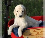 Small Photo #19 Poodle (Standard) Puppy For Sale in LAKE CITY, FL, USA