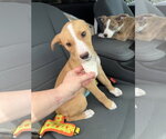 Small #2 Labrador Retriever Mix
