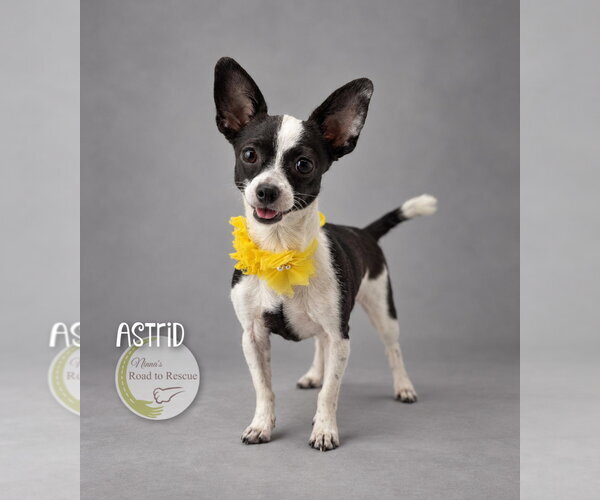 Medium Photo #1 Chihuahua Puppy For Sale in Benton, LA, USA