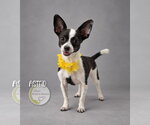 Astrid - Female Chihuahua Dog for Adoption - Small photo